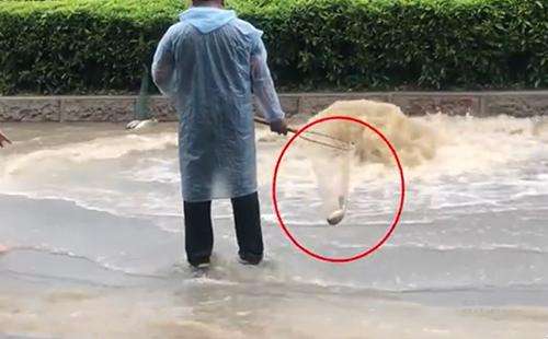 輸送帶廠家：廣州雨后內(nèi)澇嚴(yán)重，路人當(dāng)街捕魚