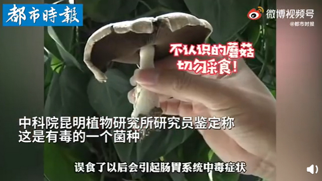 傳送帶輸送帶廠家：神奇！昆明一辦公室內(nèi)竟長出有毒蘑菇